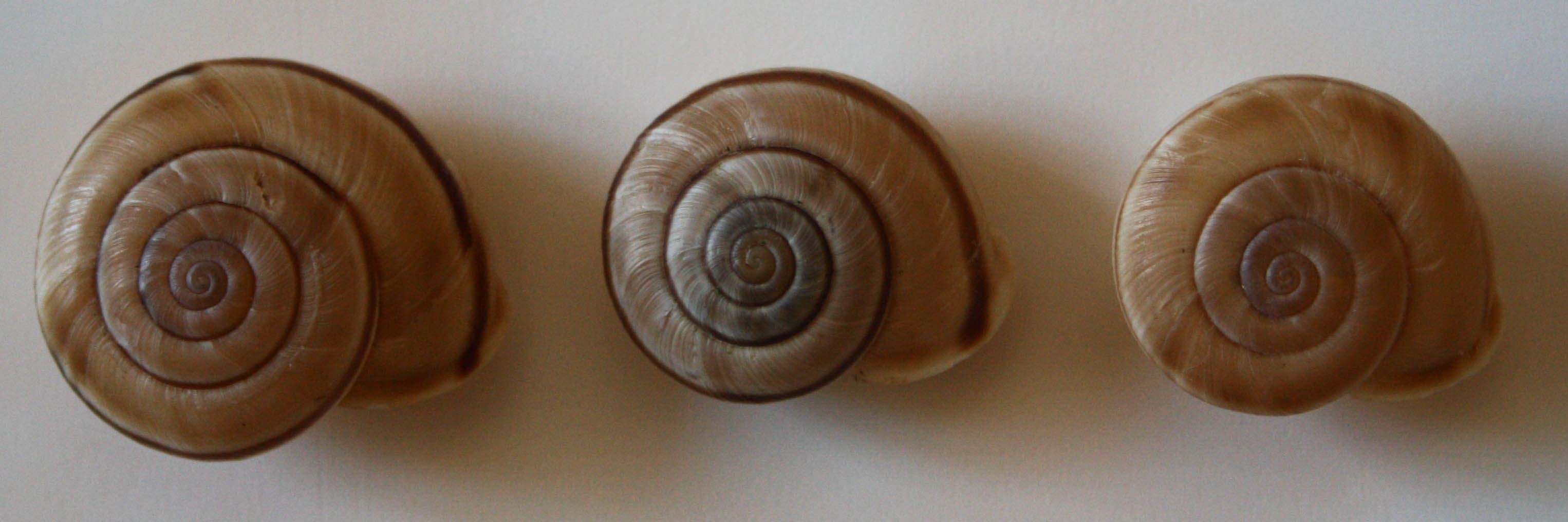 variazioni in Chilostoma cingulatum baldense